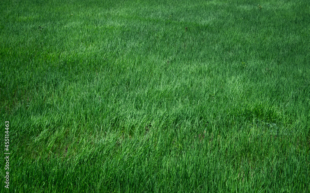green grass texture green grass texture