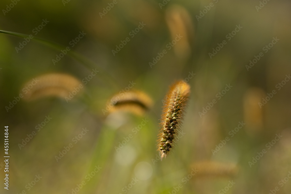 close up of catepillar grass