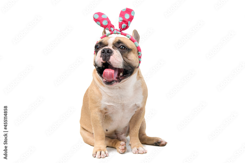 Cute french bulldog wear headband and smile isolated on white