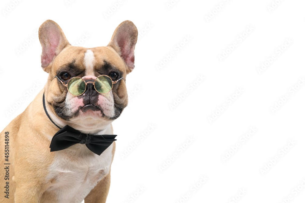 cute french bulldog wear glasses with black bow tie and look at camera isolated