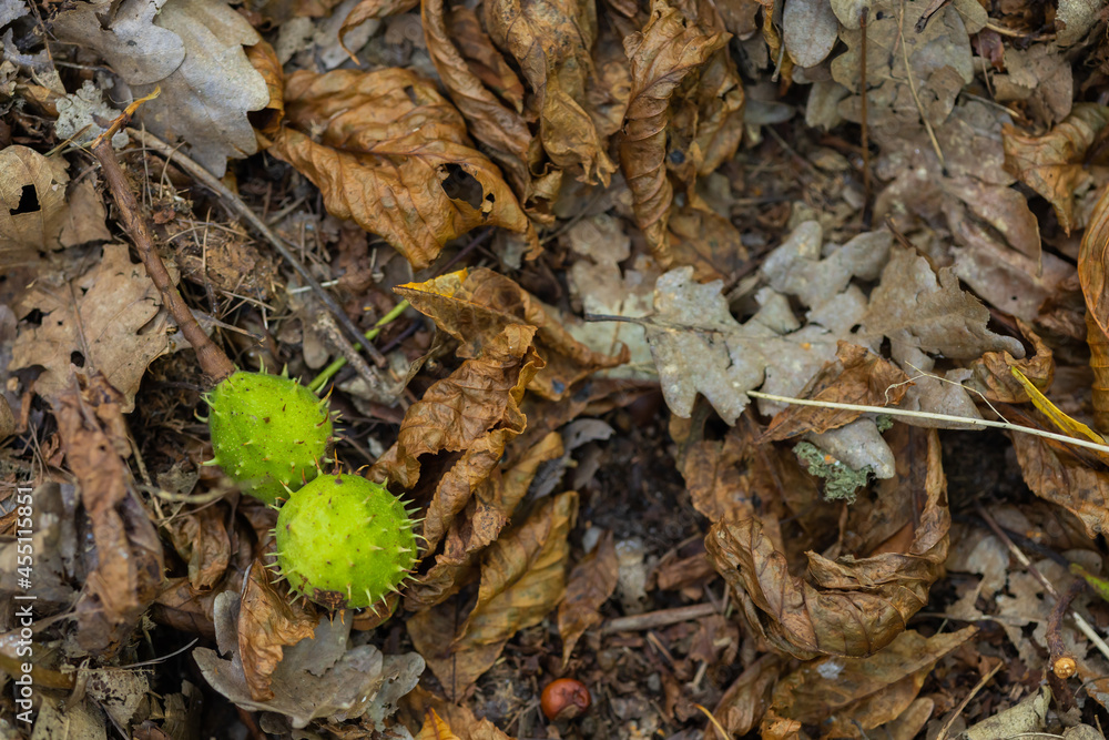 chestnut on ground chestnut on ground