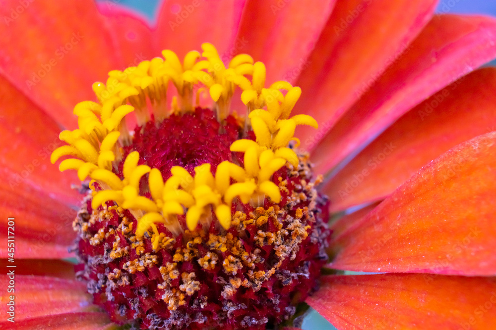 image of a beautiful flower close-up image of a beautiful flower close-up