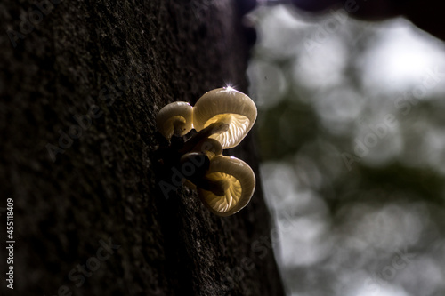 Oudemansiella mucida;Porcelain fungus on a tree at autumn;macro shot photo