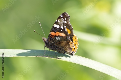 Un papillon