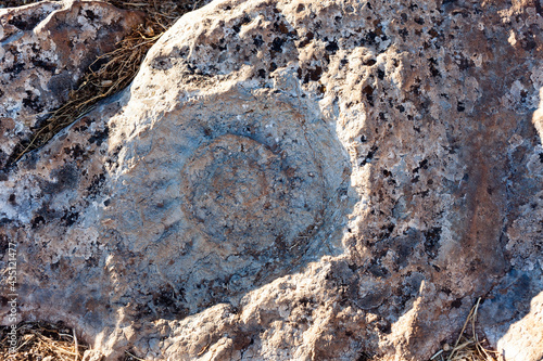 fósil de Ammonite en piedra en el Paraje natural El Torcal de Antequera, en Andalucía, España. photo