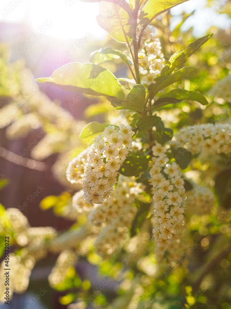 close-up of a branch of a white bird cherry in the backlight of the sun in the park in spring close-up of a branch of a white bird cherry in the backlight of the sun in the park in spring