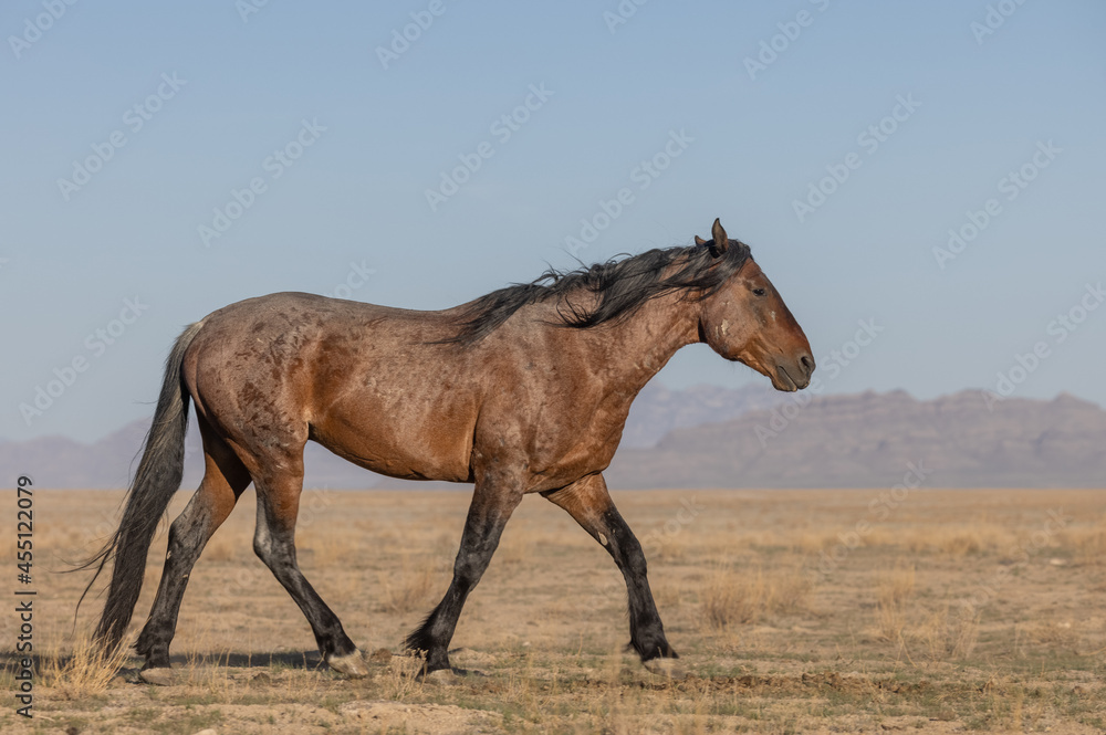 Wild Horse in the Utah Desert Wild Horse in the Utah Desert