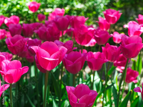Wallpaper Mural beautiful pink tulips in the garden Torontodigital.ca