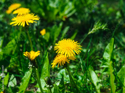 beautiful blooming yellow dandelions in the garden close up © Shauerman