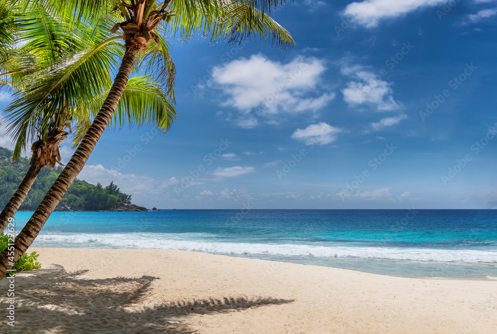 Obraz premium Paradise tropical beach. Sandy beach with palm and tropical sea. Summer vacation and tropical beach concept. 