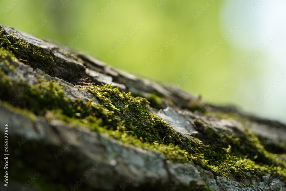 moss on the tree