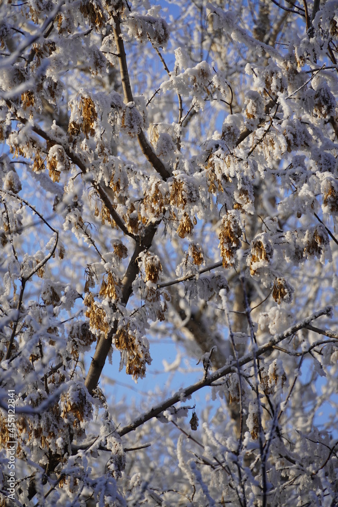 Obraz premium snow covered maple