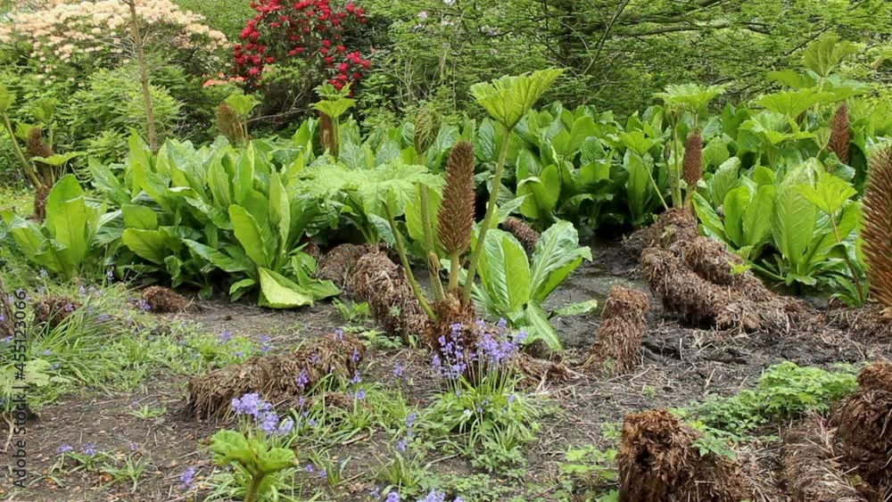 Gunnera peltata/Gunnera manicata - prehistoric plant/landscape - pan left - low angle view. Birmingham Botanical Gardens and Glasshouses. Gunnera peltata/Gunnera manicata - prehistoric plant/landscape - pan left - low angle view. Birmingham Botanical Gardens and Glasshouses.