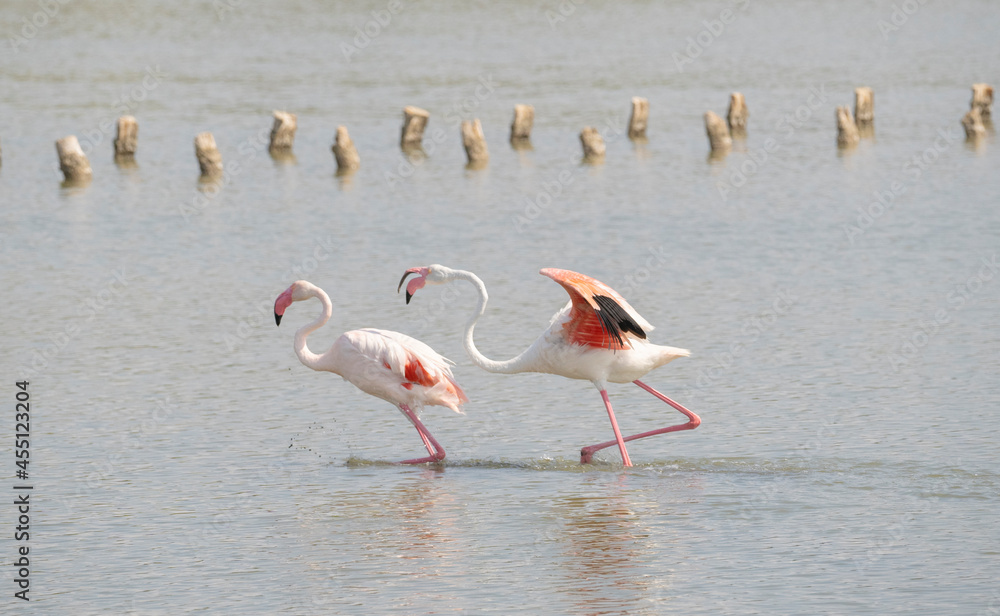 pink flamingos quarrel for the dominance of the territory
