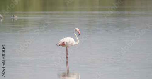 flock of flamingos in their natural ecosystem,Phoenicopterus
