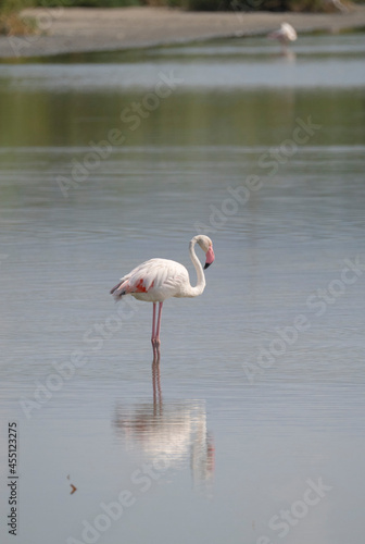 flock of flamingos in their natural ecosystem Phoenicopterus 