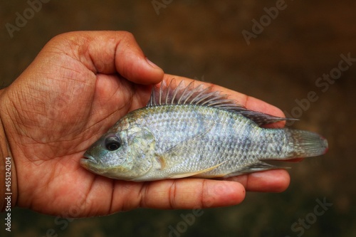 cute little tilapia fish in hand in nice blur background from different angle view