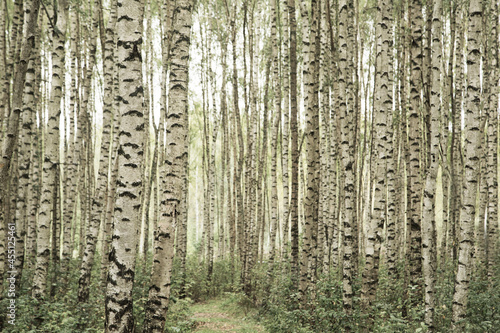 Fototapeta Naklejka Na Ścianę i Meble -  Beautiful birch forest summer, background