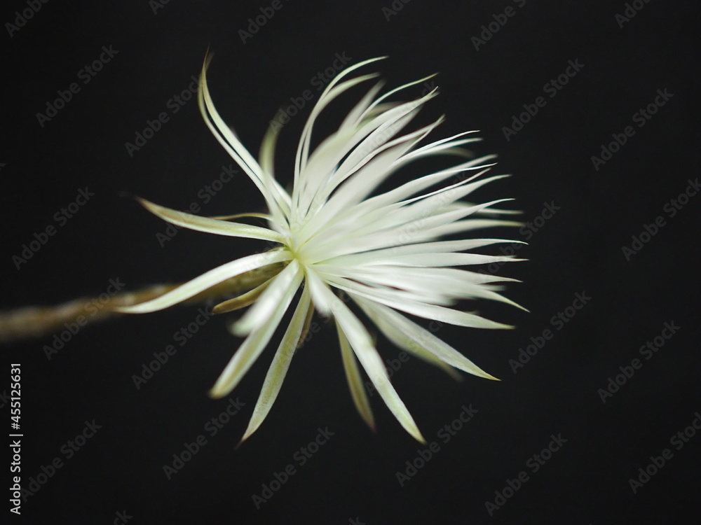 close up Setiechinopsis Mirabilis Cactus flower full bloom on dark background. close up Setiechinopsis Mirabilis Cactus flower full bloom on dark background.