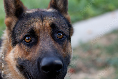 german shepherd dog guard eyes