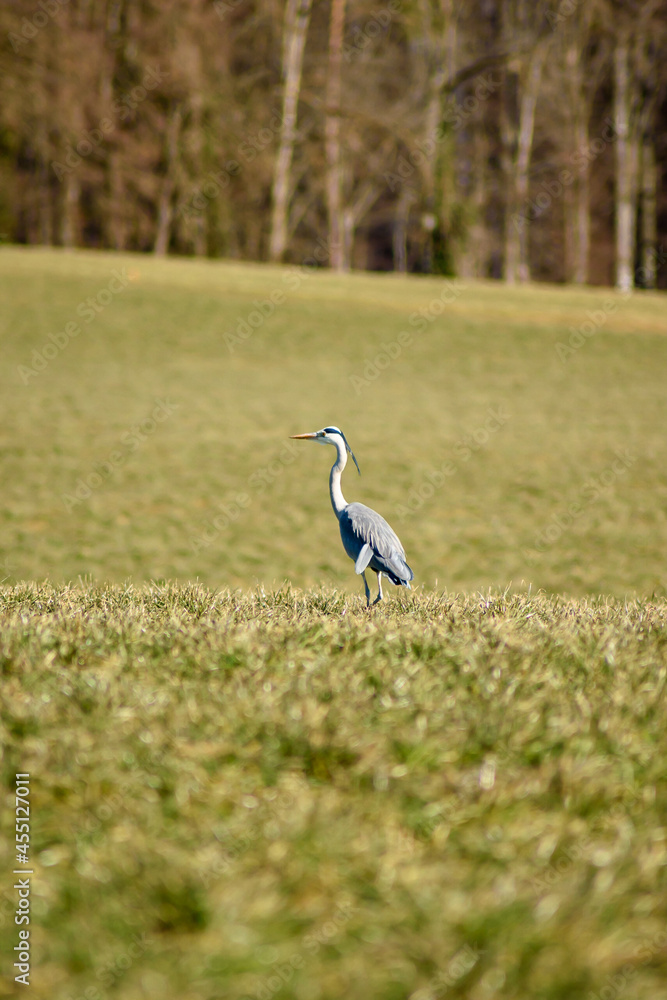 Fototapeta premium heron in the grass