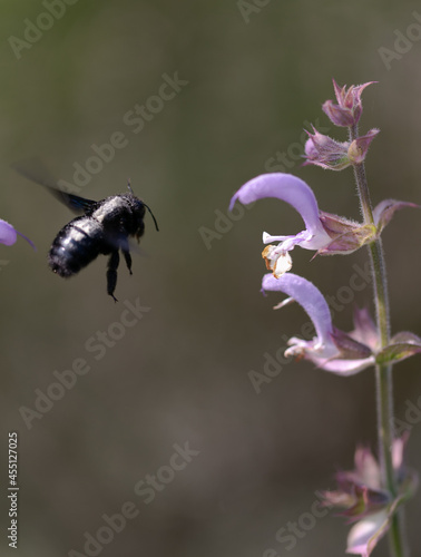 blue bee flying closeup