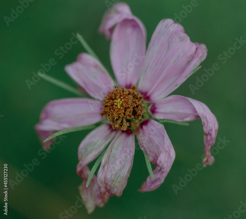 wilting pink flower moody sad depression