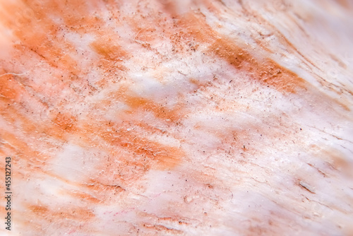 Macro view of an orange and white sea shell