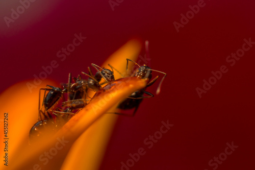 Photography macro shot of an ant