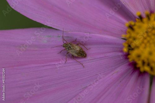 tiny brown beetle macro on pink flower