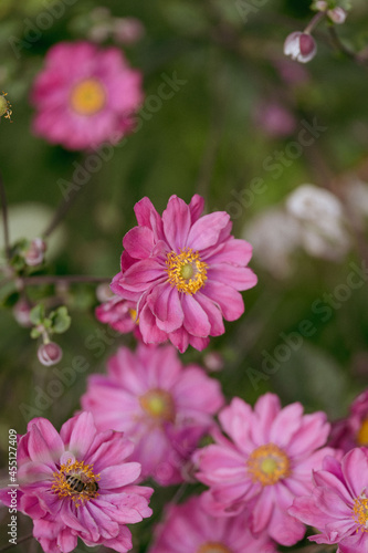 Pink flowers garden summer background