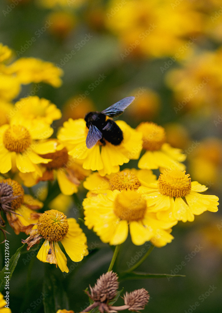 black carpenter bee on yellow plant macro black carpenter bee on yellow plant macro