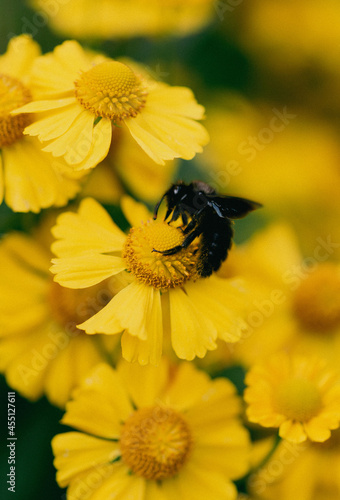 black carpenter bee closeup on yellow flowers