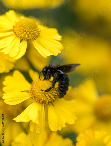 black bee macro on yellow blossom
