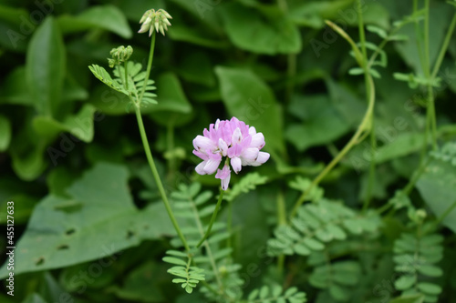 Purple crownvetch grown in the garden photo