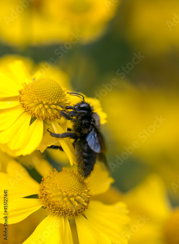 black bee on yellow plant macro summertime