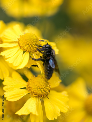 Black carpenter bee blue on yellow flower macro summer