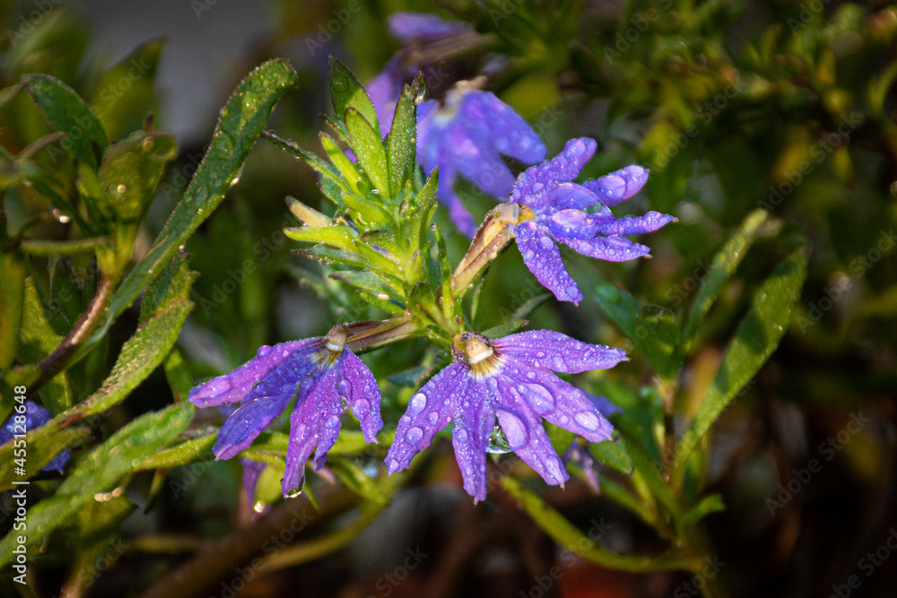 Fototapeta premium A very colorful purple weed growing in our yard here in Windsor in Upstate NY. Dew formed overnight on the colorful flower blossoms.