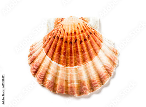 Scallop shell on white background