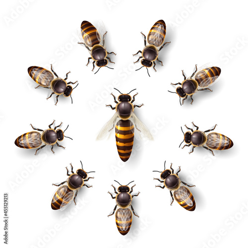 Realistic Bee Queen Mother and Bee Workers Around Her - Life of Bee Colony Simple Icon on White Background. Macro Insect, Concept of Food Industry