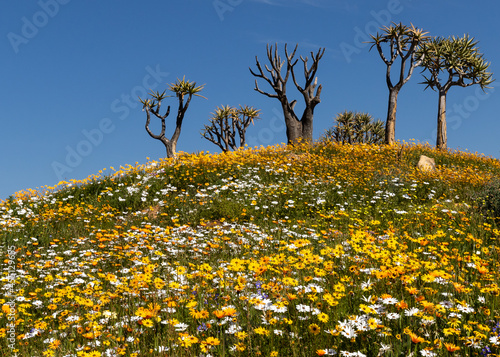 Multi-color, bright wild flowers and quiver trees of late autumn and spring  in Namaqualand, South Africa