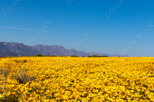 A field of bright yellow wild flowers with mountains in the background with clear blue sky in Namaqualand, South Africa