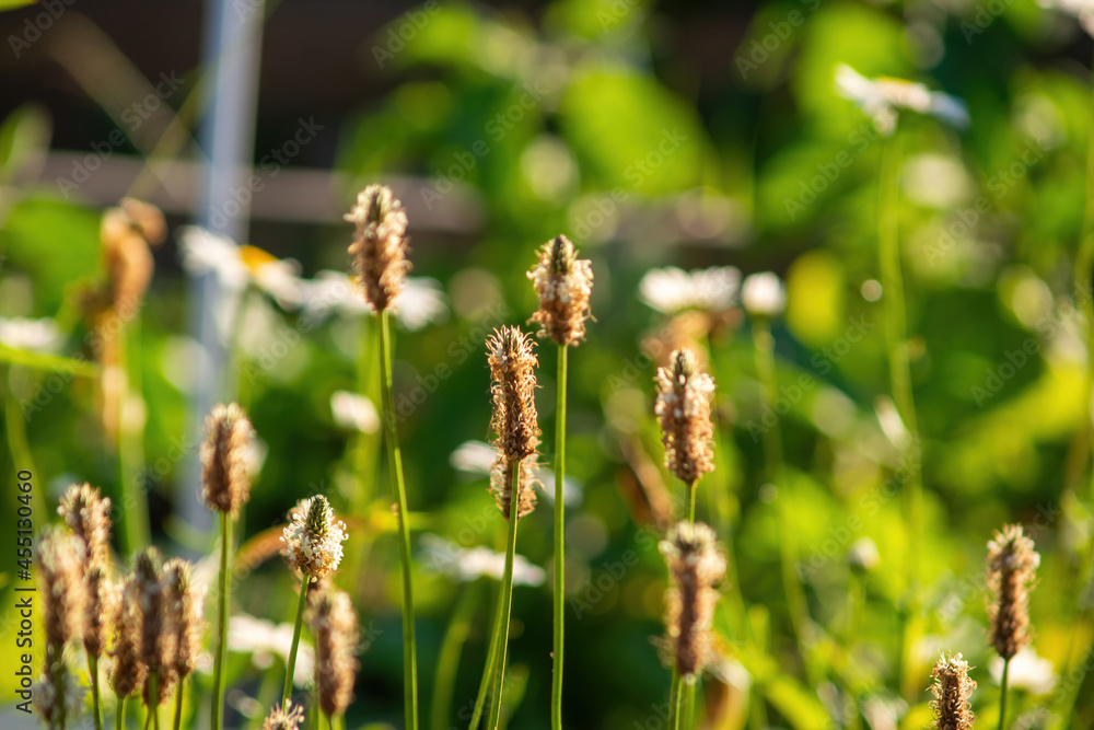 chamomile among the wild grass in the garden chamomile among the wild grass in the garden