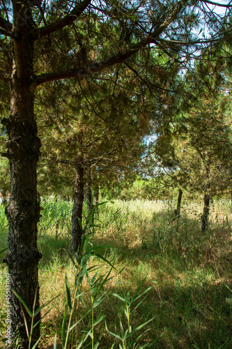 Fototapeta Naklejka Na Ścianę i Meble -  trees in the forest
