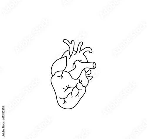 Vector isolated realistic human heart contour line drawing. Colorless black line graphic human heart icon logotype symbol