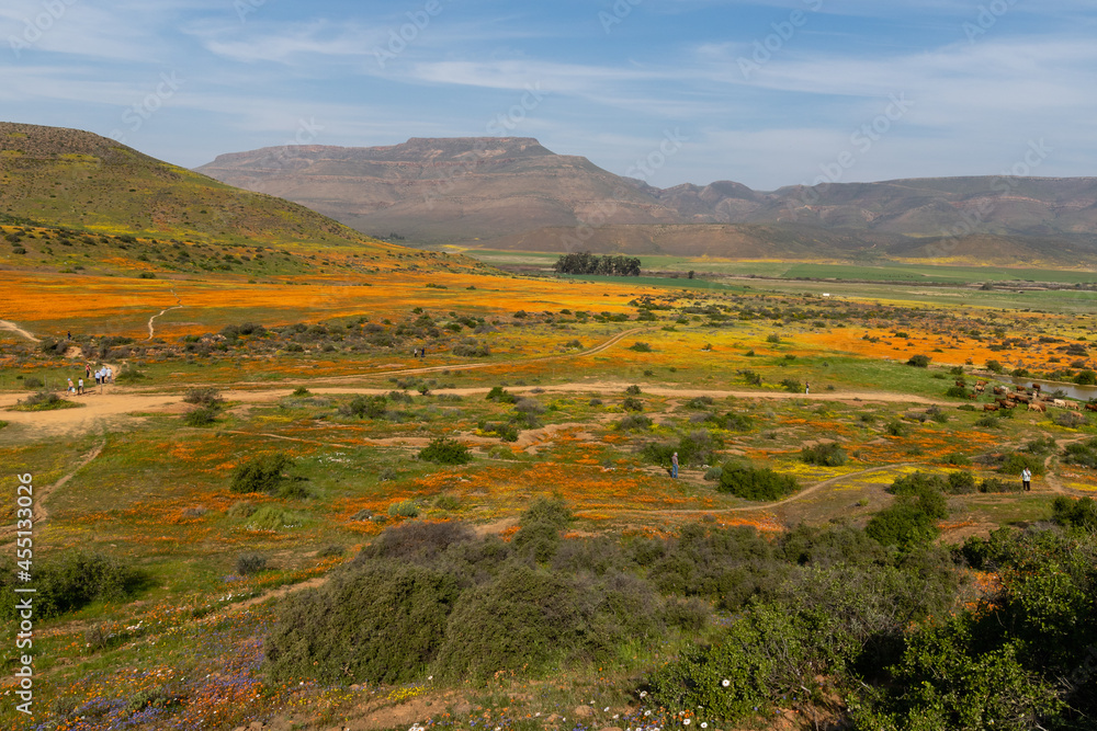 Panoramic view of beautiful wild flowers in full bloom with mountains in the background in Namaqualand, South Africa