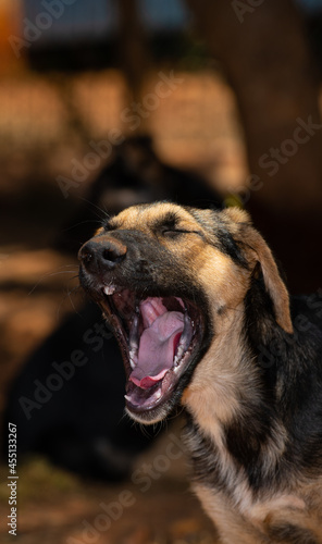 The puppy yawns.