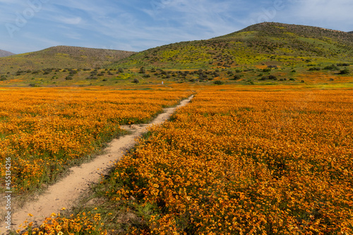 A footpath through bright orange wild flowers in Namaqualand, South Africa