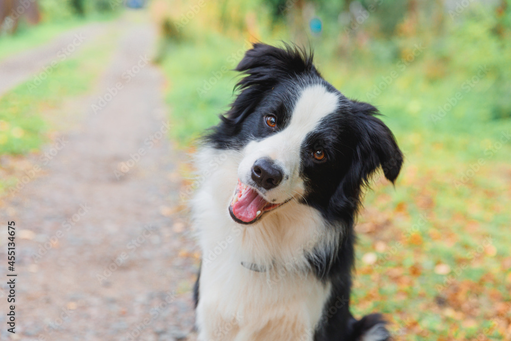 Funny smiling puppy dog border collie playing sitting on dry fall leaves in park outdoor. Dog on walking in autumn day. Hello Autumn cold weather concept.