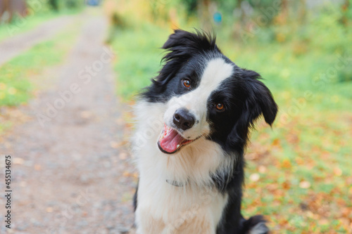 Funny smiling puppy dog border collie playing sitting on dry fall leaves in park outdoor. Dog on walking in autumn day. Hello Autumn cold weather concept.